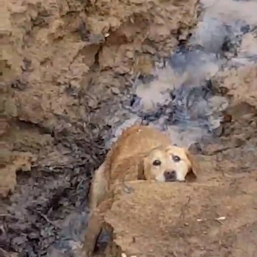 2M views · 29K reactions | A man spots a helpless dog in a murky river...  Pass this on to thank these animal heroes ❤️ | We Love Animals | Facebook