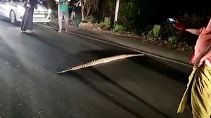 Python sorgt für Stau: Massive Schlange bringt Verkehr zum Erliegen