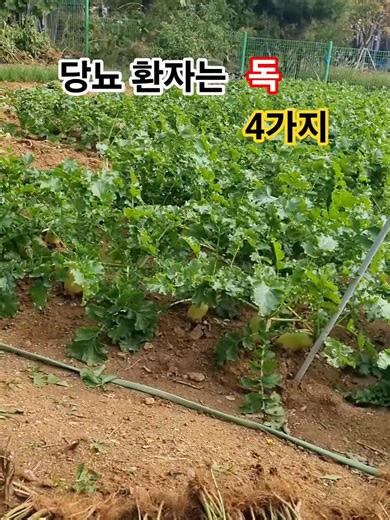 당뇨 환자 피해야 할 4가지 채소: 토란·감자·완두콩·고구마