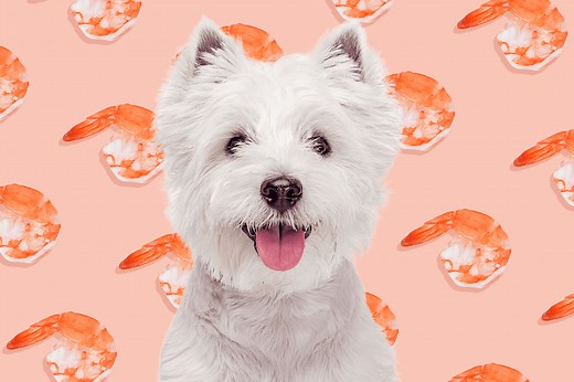Can Dogs Eat Shrimp Safely If It's Cooked?