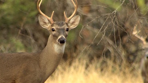 TPWD reports strong Texas deer numbers for 2026 season
