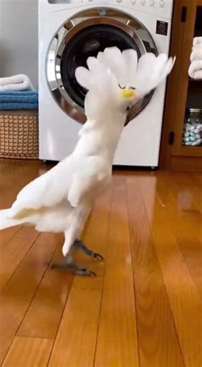 Dancing With My Washing Machine—Laundry Just Got Lit!