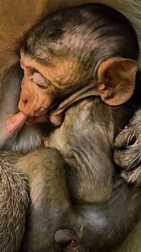 A group of adorable monkeys in the forest.( All in One For 2026 ).( #monkey #monkeys #shorts #6 ).