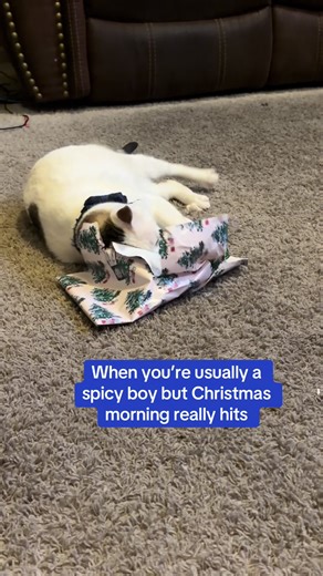 Cute Cat Shows Love Language with Gifts