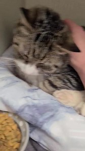 Pugsley!! So stinking handsome and full of personality! Pugsley is about 3 years old and would love nothing more then a home to call his own! He is just wonderful! Preadoption applications can be found at www.awsomanimals.org | A.W.S.O.M.