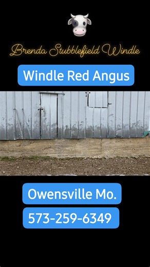 Video of the 7 Red Angus Heifers that are available for purchase. 2500.00 per Heifer. | Windle Red Angus | Facebook