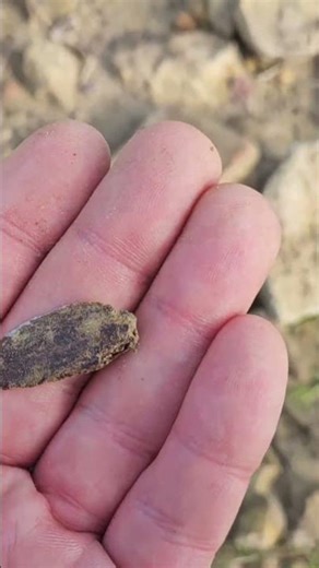 A bone fossil? #geology #science #fossil #paleontology