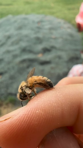 8.8K views · 599 reactions | Varroa mites are external parasites that...