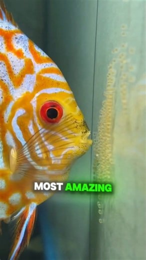 Discus fish: the most caring parents underwater! 🐟💙 #fishthings #aquarium #discusfish #education | Fish Things