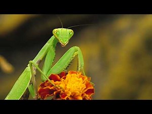 ¡EL INSECTO MÁS DEPREDADOR! ¡LA MANTIS SE ENCUENTRA CON LA TIJERIA!