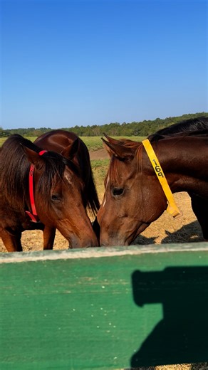 3.4K views · 79 reactions | Equine Rescue of Aiken on Reels | Facebook