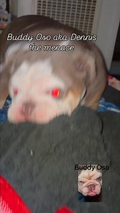 #buddyoso #explore #fyp #short Buddy Oso love to destroy things Buddy Oso aka Dennis the menace. We are late Thank you Darlene Johnsonof Texas | Tynisha Hadnot