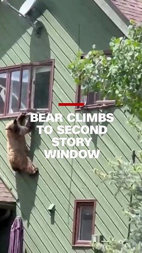 A bear was caught climbing through a second story window then getting stuck when looking for the best way back down. CNN has reached out to Colorado Fish and Wildlife for additional information. #CNN #News #Bear #Colorado