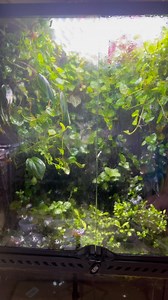 14K views · 318 reactions | Dart frog ecosystem  . . . . . . . #ecosystem #ecosystems #nature #animals #naturelovers #natureindoors #tropicalplants #bioactive #paludarium #aquascape #terrarium #vivarium #aquarium #bioactivevivarium #bioactiveterrarium #bioactivesetup #bioactiveenclosure #bioactivehabitat #plants #moss #mossterrarium #plant #frog #crab #gecko | AntScapes | Facebook