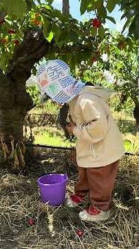 Natanya picking cherry