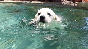 68K views · 3.5K reactions | Labrador Puppies Learn How To Swim!! | Life With Labradors | Facebook
