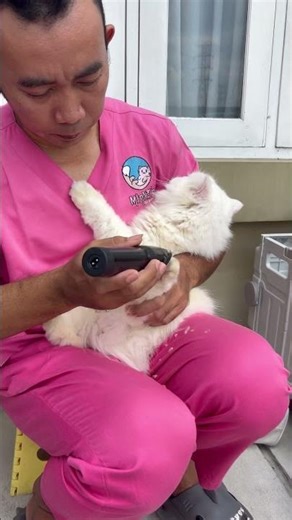 Tutorial potong bulu kaki kucing. #cat #imut #prettycat #kitten #grooming #kucing #kucinglucu