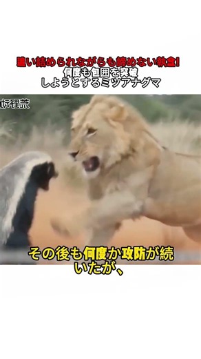 追い詰められながらも諦めない執念！ 何度も包囲を突破しようとするミツアナグマ #抵抗 #生存本能 #野生動物 #戦い #自然界