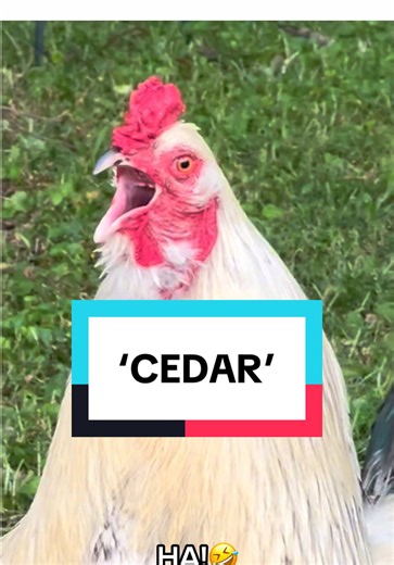 ‘CEDAR’ #redneck #wordoftheday #comedy #chickenhappyhour | chicken