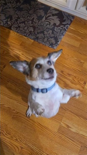 dog shorts #dog #dogs #tricks #hype #best #beautiful #puppy #love #besties #eyecatchy