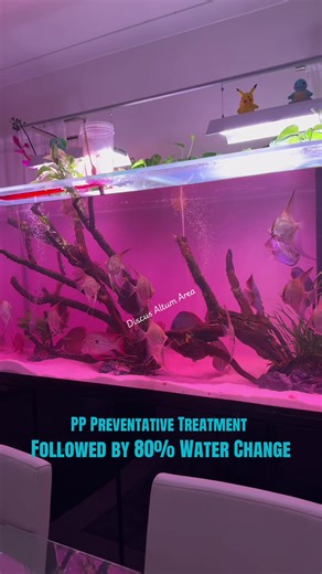 Discus Altum Area (@discusaltumarea)’s videos with Morning Routine - Neyaraf