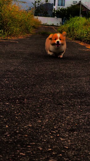 #CapCut thế giới bình yên khi thấy em cười #corgi #pet #corgipuppy #anhgunlamdong #xuhuongtiktok #xuhuong #gameontiktok #dance #tiktokvietnam