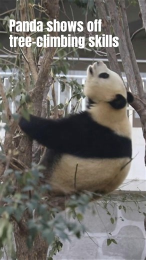 A playful panda named Qi Ji demonstrated her tree-climbing prowess at China's Qinling Giant Panda Research Center. | Xinhua Culture&Travel