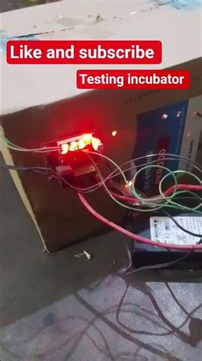 Home made card box incubator cheking