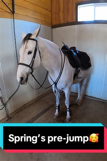 Tacking Up Spring for Jump School