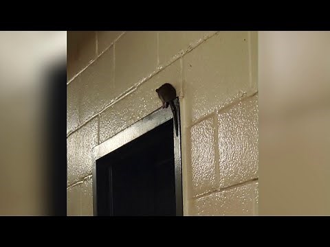 Brooklyn NYCHA residents say rats are taking over their housing complex