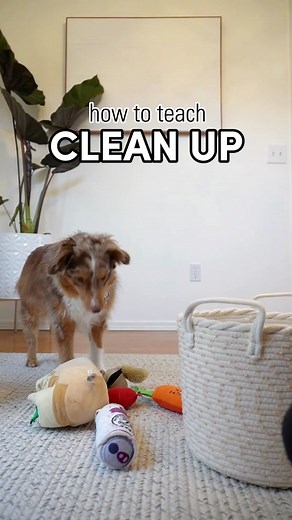 Teach Your Dog to Clean Up Toys: Step-by-Step Guide