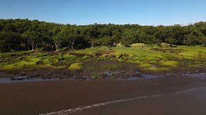 Three invaders that became the predators of other invasive species