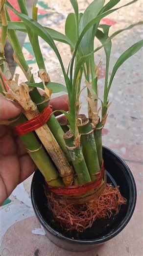 Lucky Bamboo care tips , Lucky Bamboo turning Yellow? how to save Lucky Bamboo