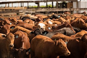 Who are Florida’s largest landowners? The top private landowner owns up to 679,000 acres