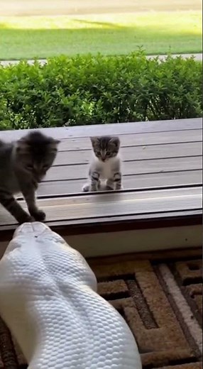 Porch Line-Hold — Tiny Paw vs Albino Serpent #Shorts