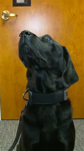 How device sniffing dogs can find hidden devices