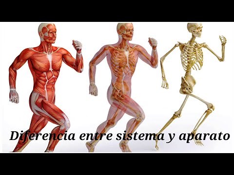 Diferencia entre sistema y aparato