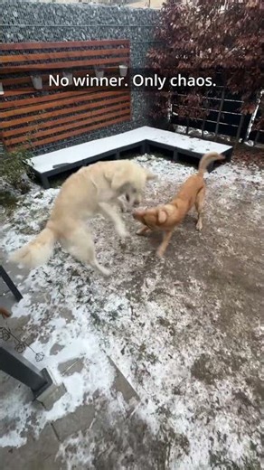 Just a normal dog fight… or is it? ❄️🥊🐶 #dogshorts #snowzoomies