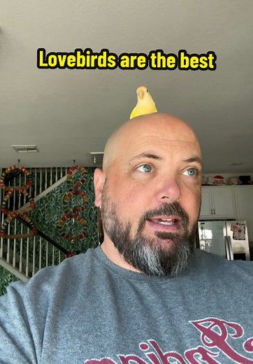 Lovebirds: Understanding Their Gentle Nature