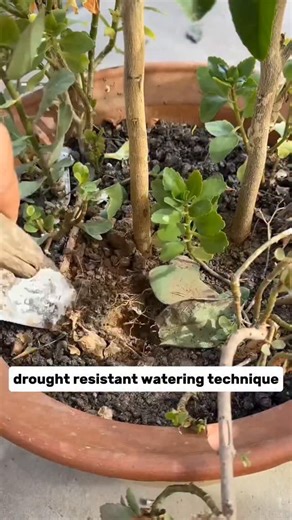 Crop and Craft on Instagram: "DIY Self-Watering Bottle System for Plants Make a simple self-watering system using just a plastic bottle! Bury it in your pot, fill it with water, and let it slowly release moisture to your plants. Perfect for busy days or when you’re away — your plants will always stay fresh and hydrated! 🌿 #reels #gardening #agriculture #viral #usa #tiktok #farming #PlantTips #GardeningHacks #SelfWatering #DIYGarden #HomeGardening #PlantCare #EcoFriendly self watering system, di