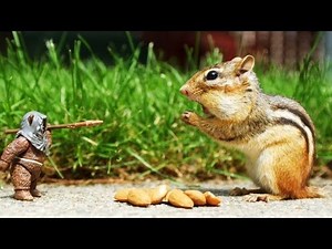 Top 10 Smartest Animals on Earth[HD]