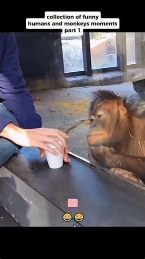 Monkey Reacts to Magic Trick 😂🐵 #shorts #monkey #funnymonkey #viralshorts