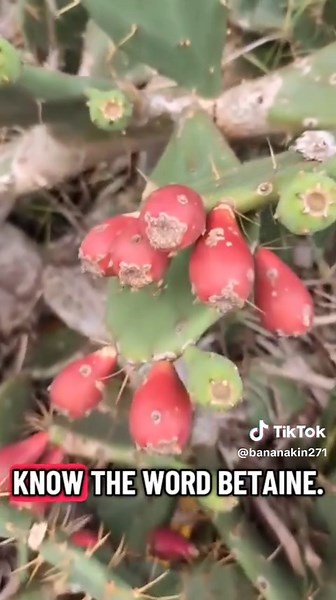 Discover the Health Benefits of Prickly Pear Cactus