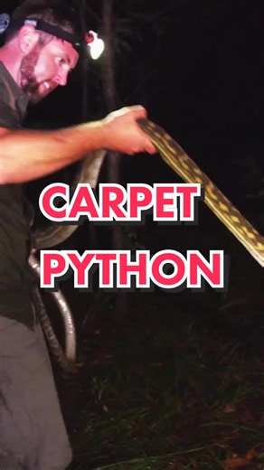 Unexpected Encounter with a Carpet Python in Australia