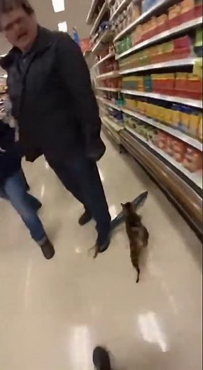 Cat Steals Fish and Outruns Cop!