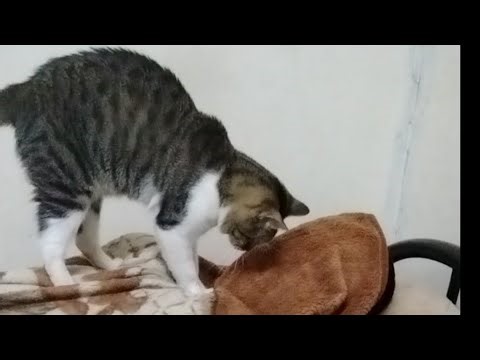 My Cat B2 massage me #catlover #petlover