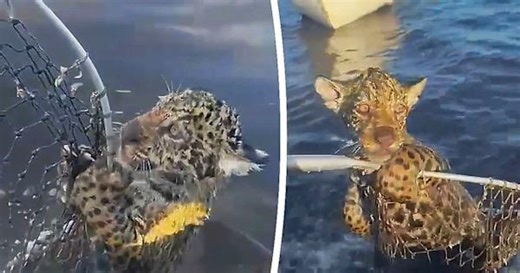 Fishermen rescue drowning jaguar cub in Brazilian river