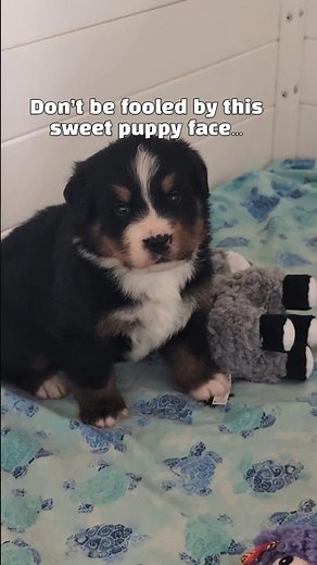 Bernese Mountain Dog Puppy Looks Innocent… But Watch This 😂 | Belnois Bernese