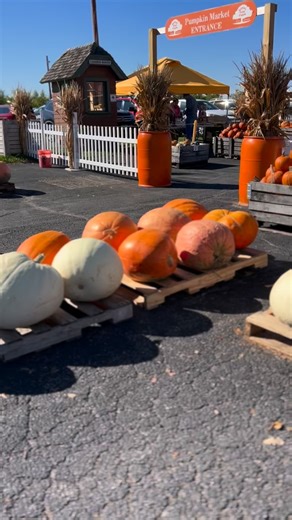 🎃 Have you picked your perfect pumpkin yet? From classic orange pumpkins to unique heirlooms, fall squash, corn stalks, hay bales, and colorful mums — our Pumpkin Market has everything you need to decorate for the season! 🍂 🧺 While you’re here, enjoy: 🍎 Apple picking daily 🧁 Bakery treats like apple cider donuts & caramel apples 🐐 Free petting zoo & playground 🚜 Wagon rides & more on weekends! 📍 15908 Hebron Rd, Harvard, IL Open daily through the end of October! Come make fall memories a