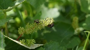 Green beetle or Rose Chafer (Cetonia Aurata) or metallic beetle eats flowers and the ovary of grapes. Beetles pests on grapes. family Scarabaeidae